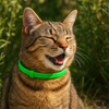 Natürliches Zecken-und Flohhalsband für Hund und Katze