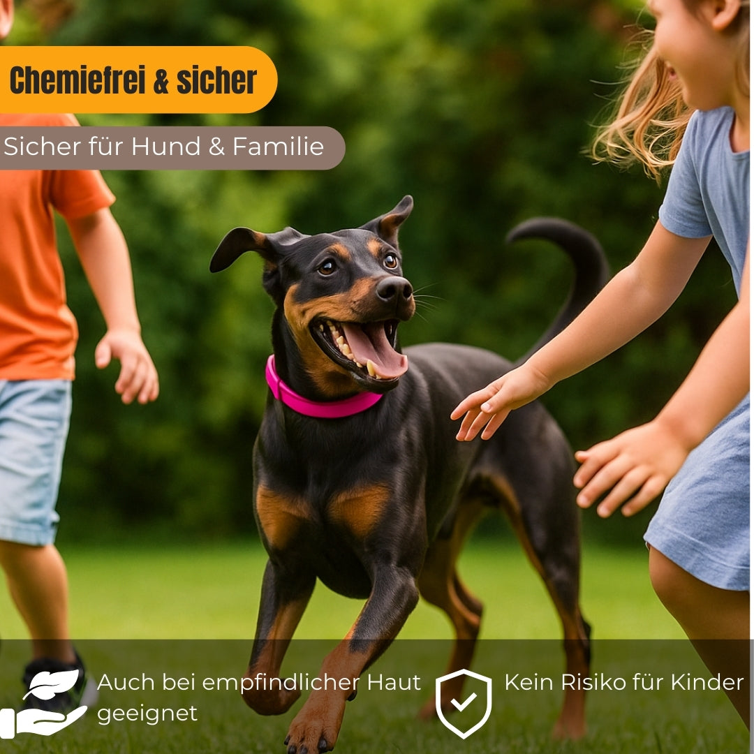 Natürliches Zecken-und Flohhalsband für Hund und Katze