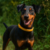 Natürliches Zecken-und Flohhalsband für Hund und Katze