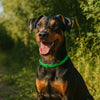Natürliches Zecken-und Flohhalsband für Hund und Katze