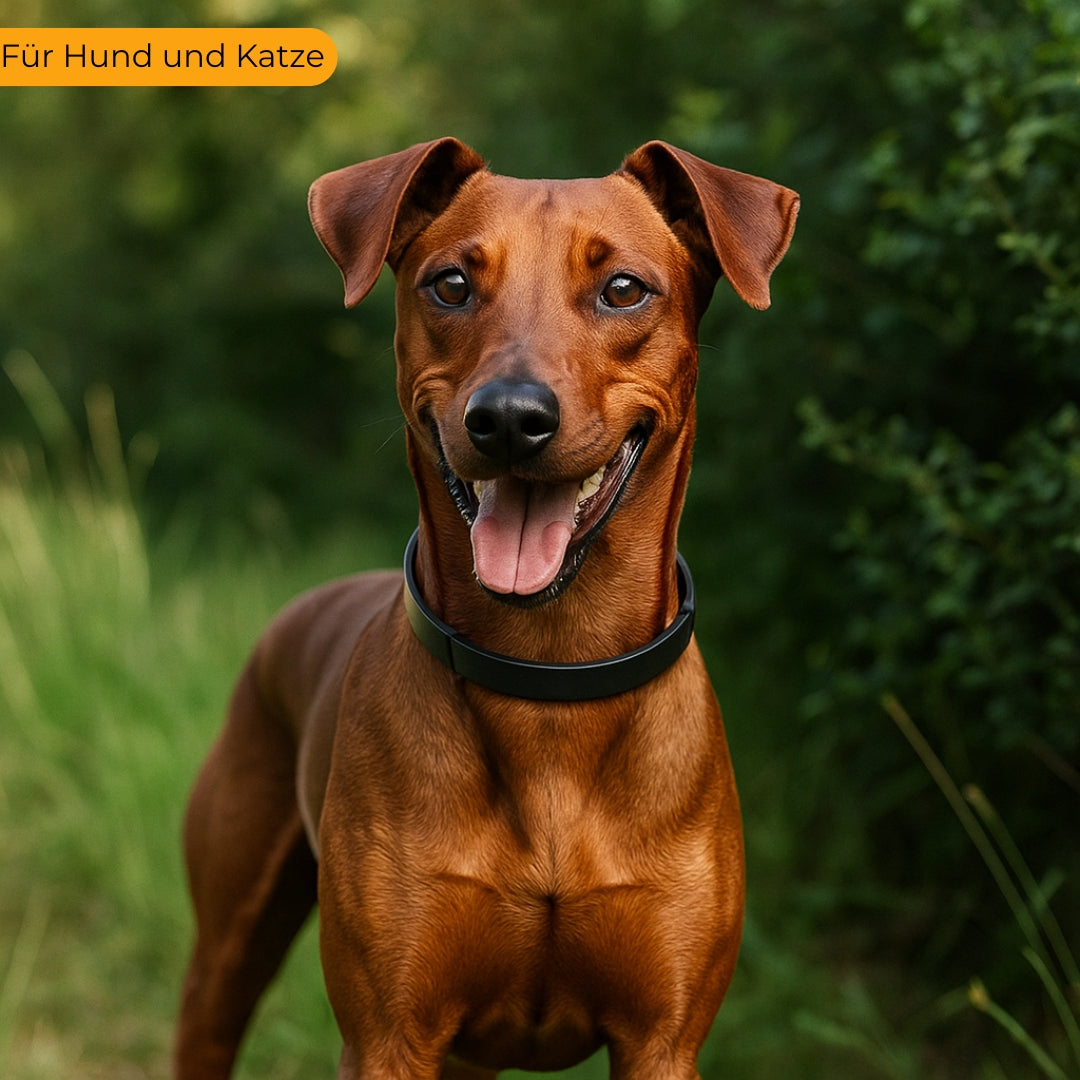 Natürliches Zecken-und Flohhalsband für Hund und Katze